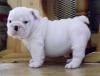 PRAHOVA Bulldog englez pui pentru adoptarea PRAHOVA Bulldog englez pui pentru adoptarea