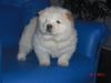PRAHOVA Vand Pui Chow-Chow PRAHOVA Vand Pui Chow-Chow