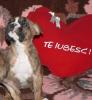 PRAHOVA Vand pui Boxer PRAHOVA Vand pui Boxer