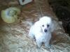 PRAHOVA ofer ptr monta mascul caniche alb PRAHOVA ofer ptr monta mascul caniche alb